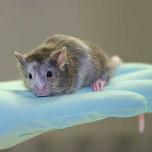 Cbl-b conditional knockout mouse