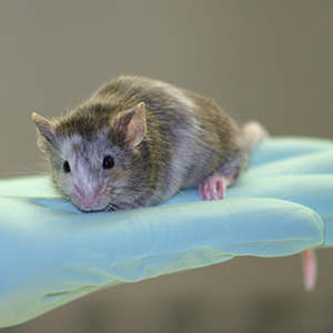 Easi-CRISPR