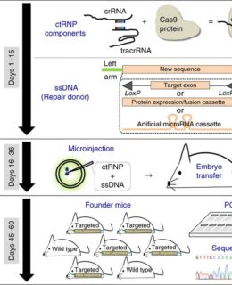 Schematic of Easi-CRISPR