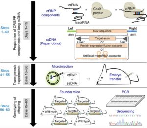 Schematic of Easi-CRISPR