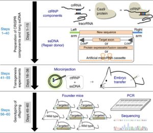 Schematic of Easi-CRISPR