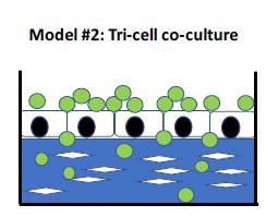 Co-Culture Model: Blue – collagen matrix; White Diamonds – smooth muscle; Green Circle – monocytes; White Boxes – endothelial cells