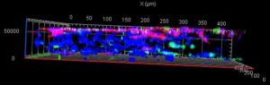Immunofluorescence staining of biomarkers of cells: 3D image of the co-culture system. Red: VE-cadherin (endothelium); Green: α-SMA (smooth muscle); blue: nuclei (smooth muscle).
