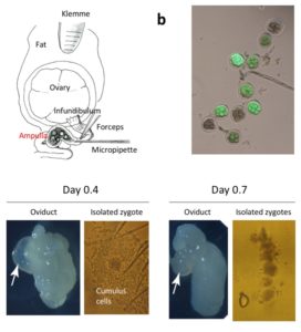 Diagrammatic illustration showing the anatomical structures of ovary and oviduct and the surgical equipment used for GONAD procedure. A small amount of solution is injected by direct insertion of a glass micropipette through oviduct wall located at the region between the ampulla and infundibulum. Immediately after injection, in vivo electroporation is performed on the entire oviduct. The oviduct dissected on day 0.7 exhibits shrinkage of the ampulla (arrow), and zygotes isolated from the day 0.7 ampulla have fewer cumulus cells, which will less likely hamper the uptake of exogenous nucleic acids/proteins upon electroporation