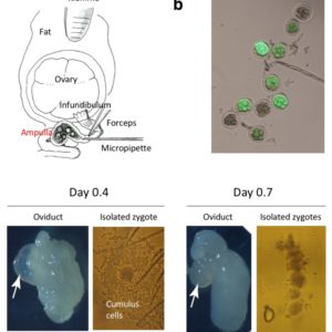 a. Diagrammatic illustration showing the anatomical structures of ovary and oviduct and the surgical equipment used for GONAD procedure. A small amount of solution is injected by direct insertion of a glass micropipette through oviduct wall located at the region between the ampulla and infundibulum. Immediately after injection, in vivo electroporation is performed on the entire oviduct. C. The oviduct dissected on day 0.7 exhibits shrinkage of the ampulla (arrow), and zygotes isolated from the day 0.7 ampulla have fewer cumulus cells, which will less likely hamper the uptake of exogenous nucleic acids/proteins upon electroporation